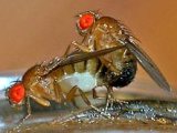 Rotten fruit signals sexy time for male fruit flies