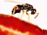 An oral pheromone makes male wasps unattractive to females